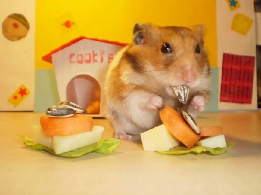 仓鼠