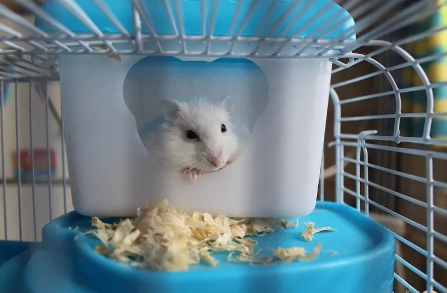 仓鼠