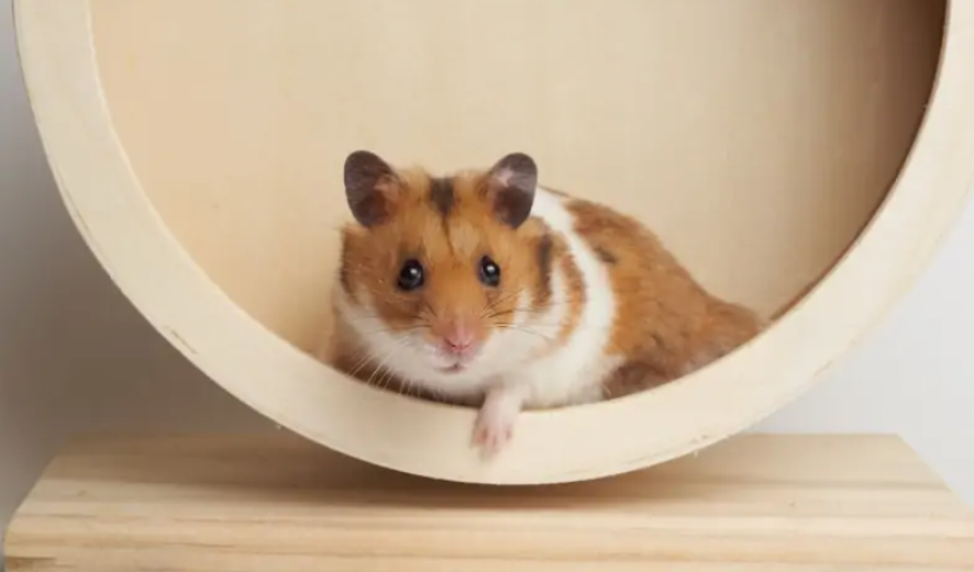 仓鼠