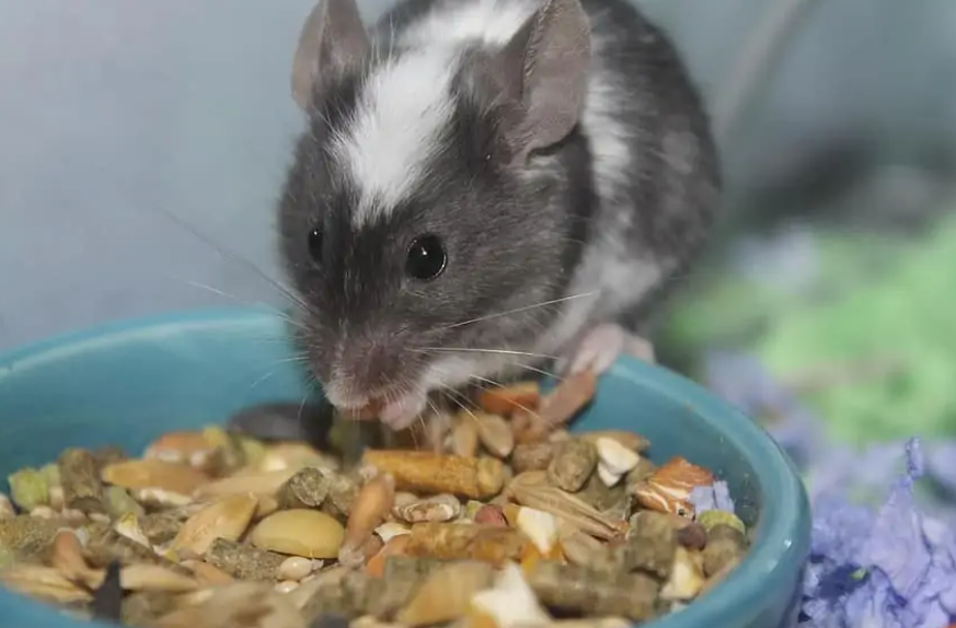 仓鼠