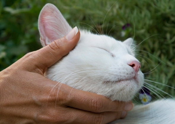 猫6.jpg