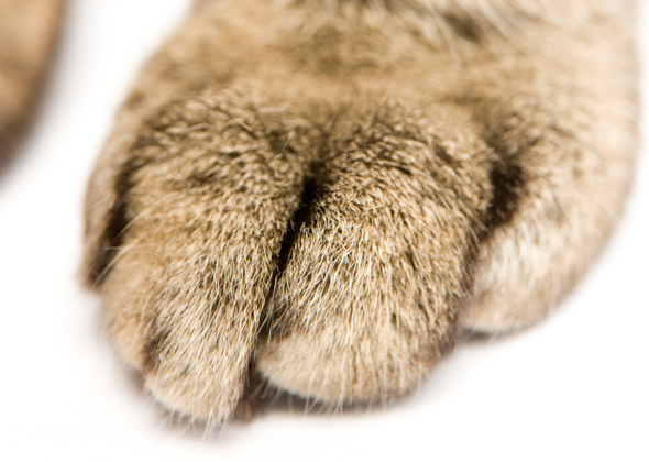 猫8.jpg