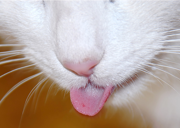 一只伸出舌头的猫