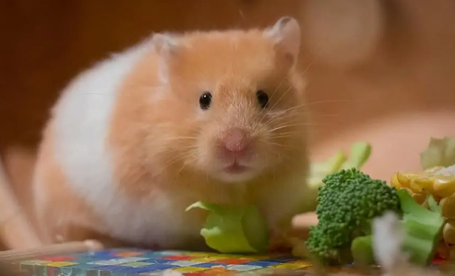 仓鼠食物