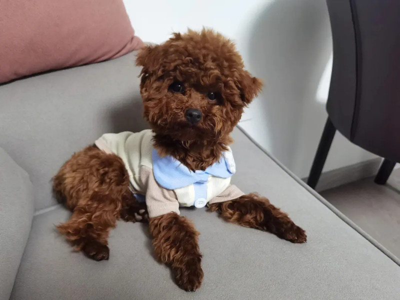 即将接受捡球训练的泰迪犬