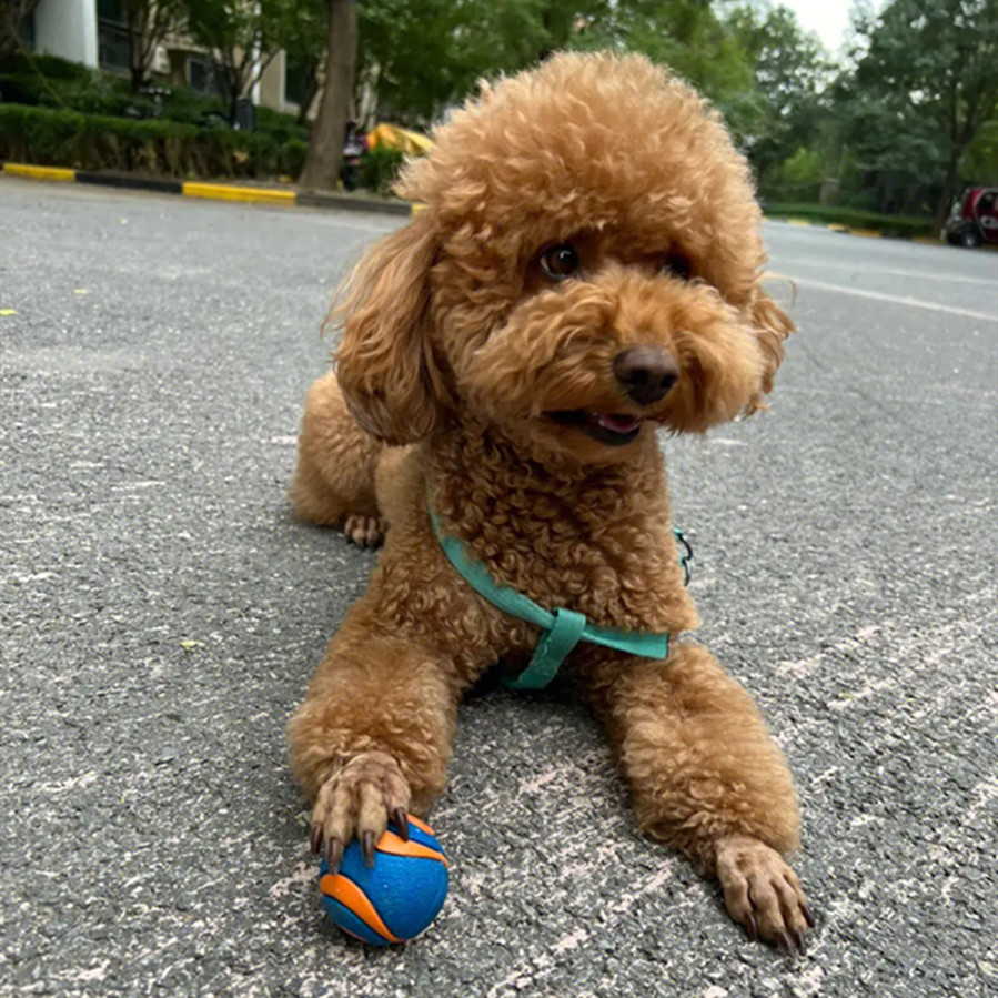 正在接受捡球训练的泰迪犬