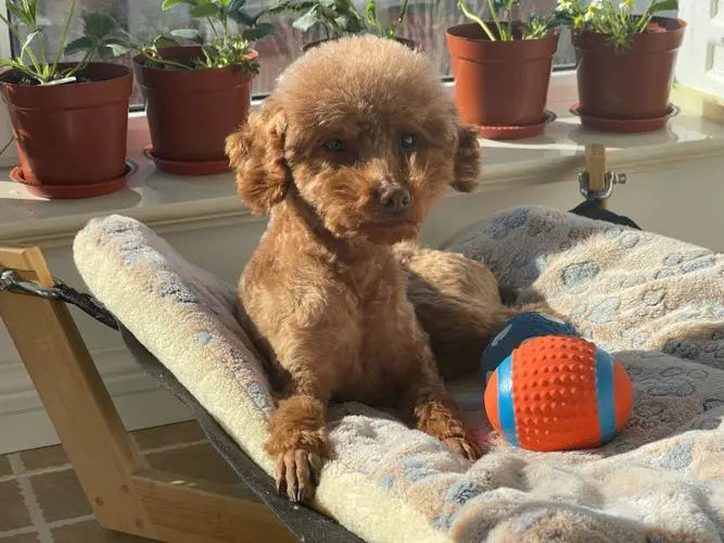 捡球训练结束后的泰迪犬
