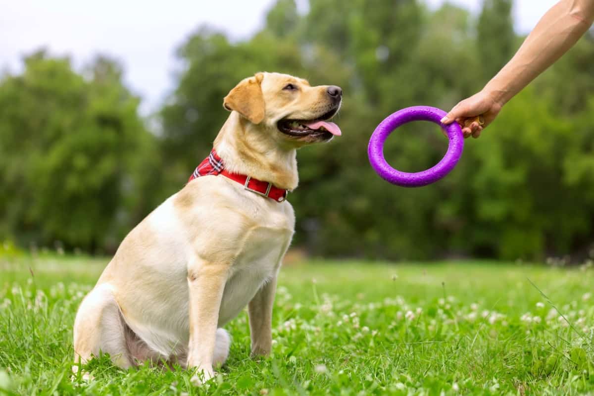 正在户外锻炼的拉布拉多犬