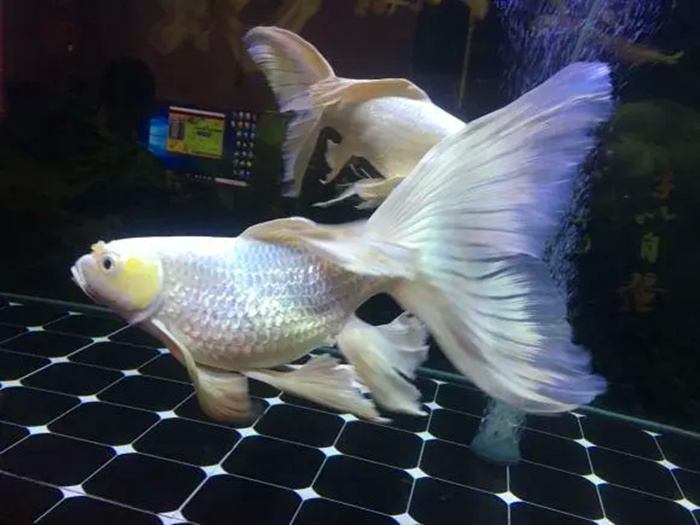 长身蝴蝶鲤怎么喂养？
