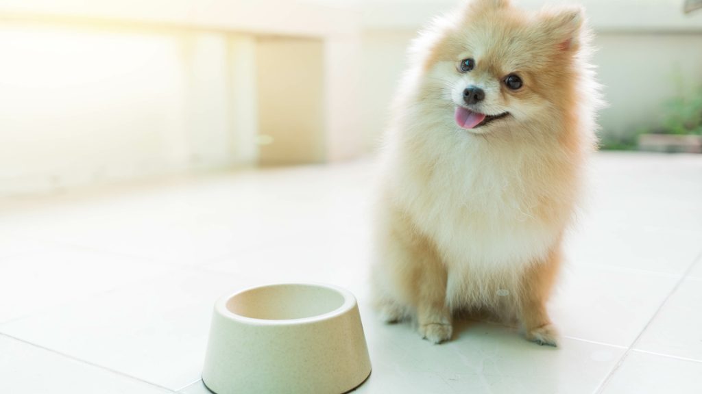 博美犬吃什么食物？