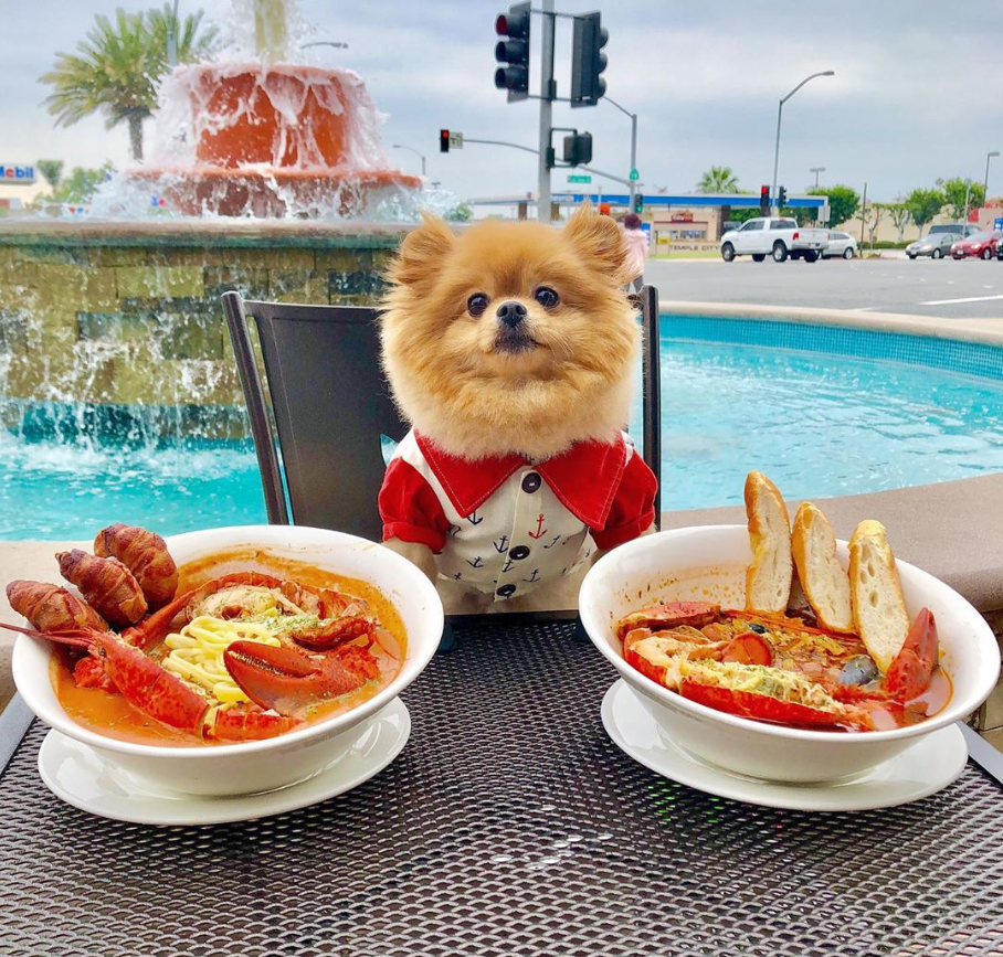 博美犬与它日常禁止食用的食物