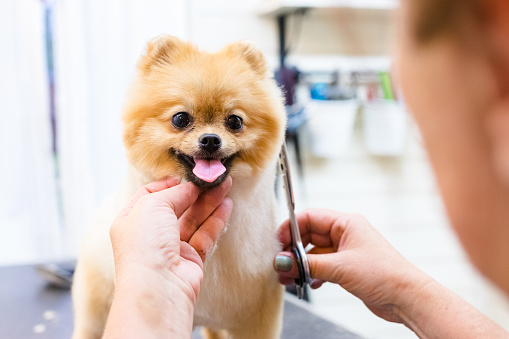 正在接受修剪眼睛上毛发的博美犬