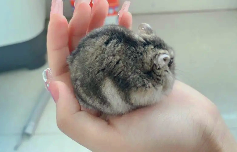 仓鼠弓背怎么办？
