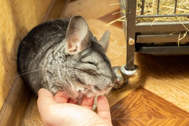 怎样让龙猫用手接实物？