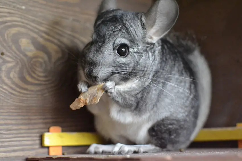 奖励食物给龙猫吃