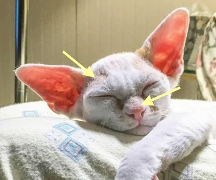 德文猫癣怎么治疗？
