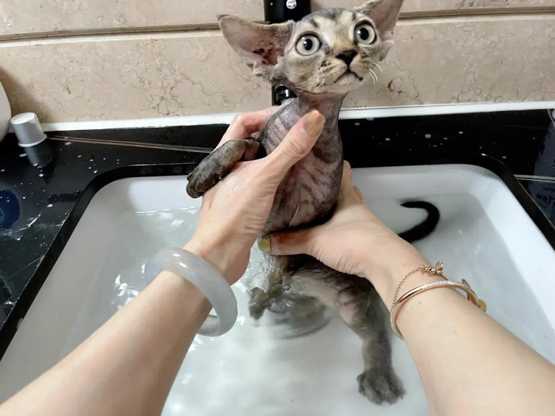 给德文猫洗澡清理毛发垃圾