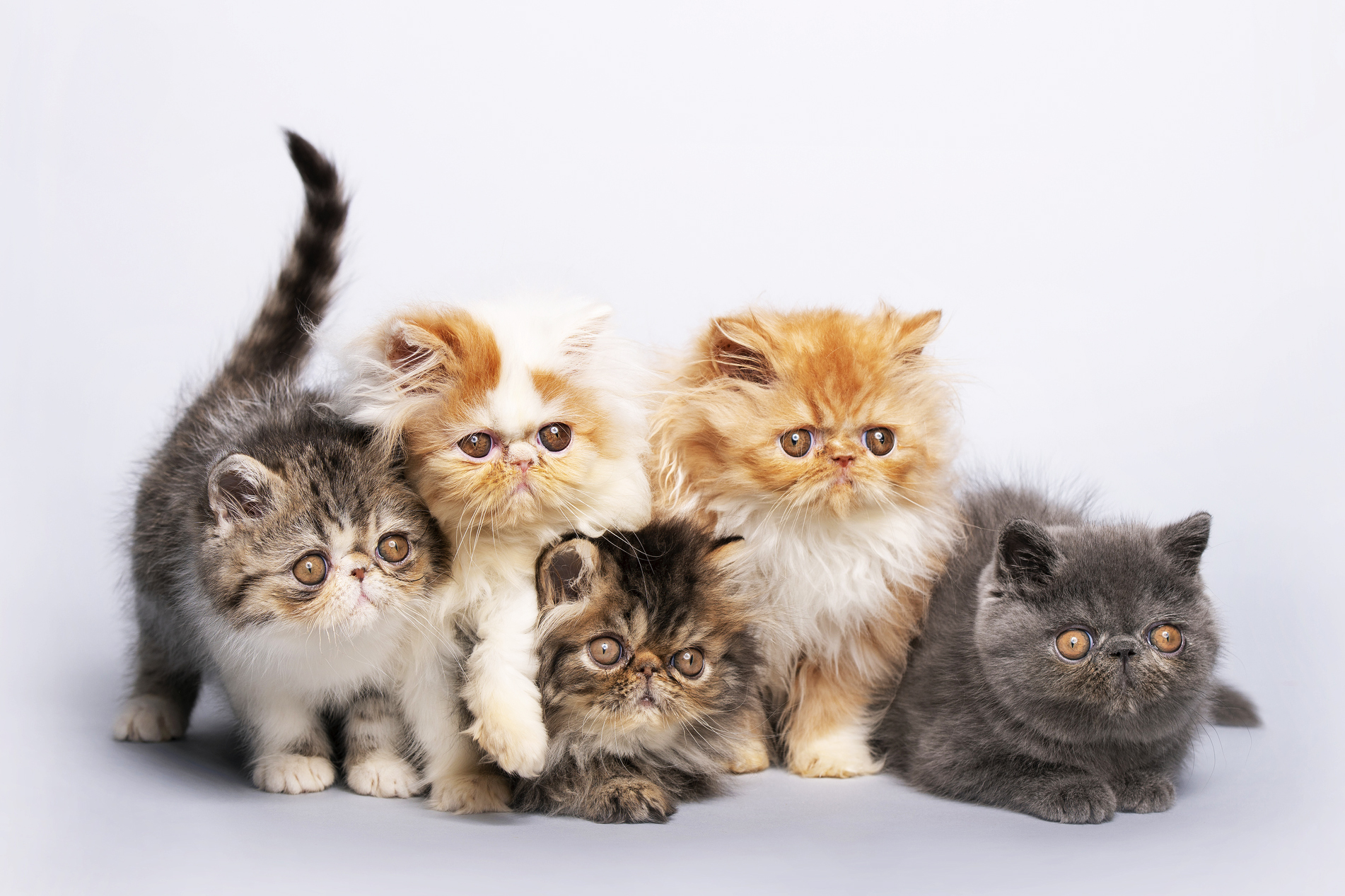 怎么挑选健康的波斯猫？
