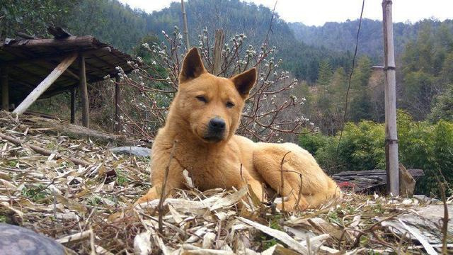 老年的中华田园犬