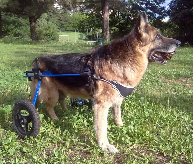 运动受限的德国牧羊犬