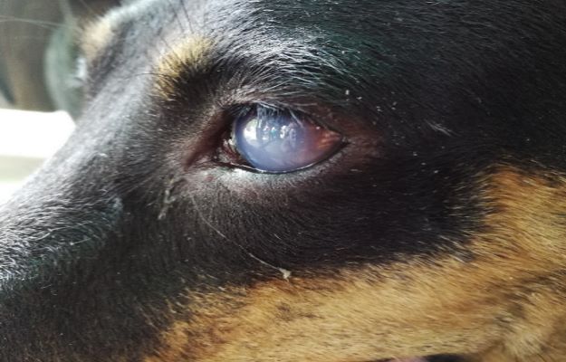 得了遗传性白内障的德国牧羊犬