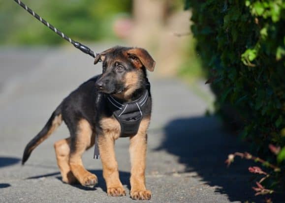 如何教德国牧羊犬走路时不用牵引绳？