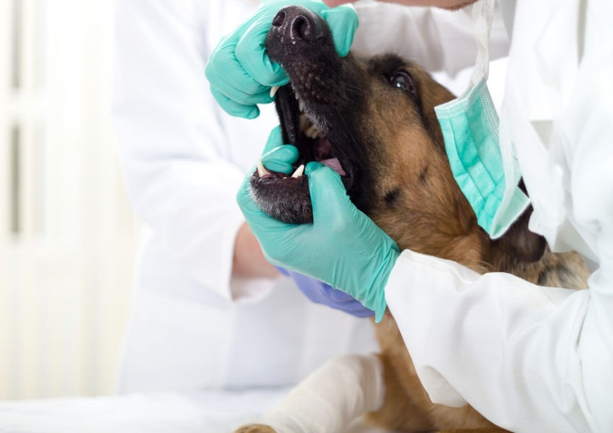 医生在给德国牧羊犬做牙齿健康检查