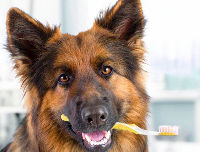 定期洁牙的边境牧羊犬