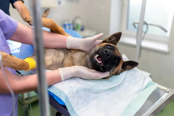 医生在给德国牧羊犬做身体检查