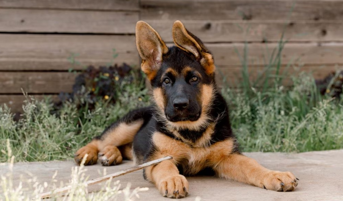 德国牧羊犬是否适合初次养犬者？
