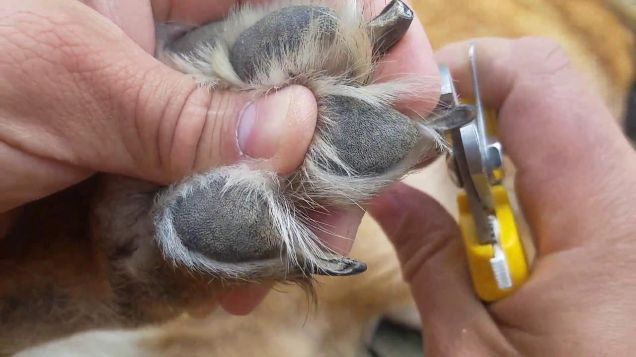 主人在用指甲剪给德国牧羊犬剪指甲