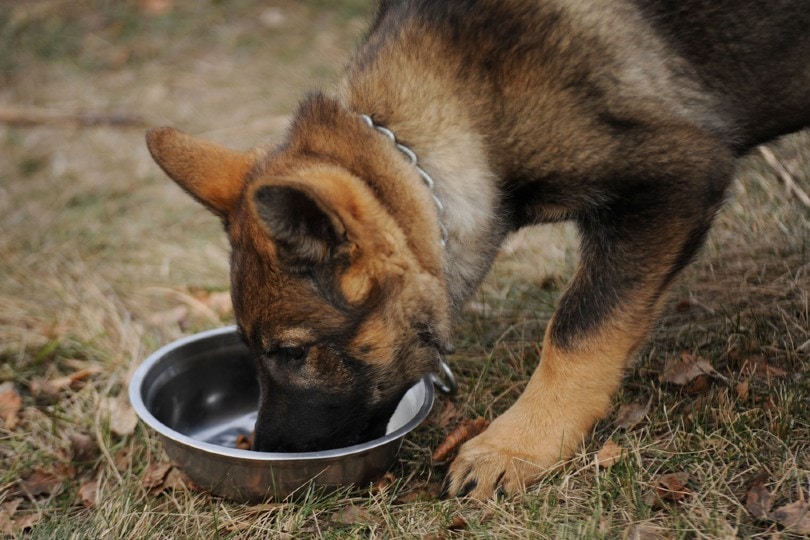 正在吃食物的德国牧羊犬