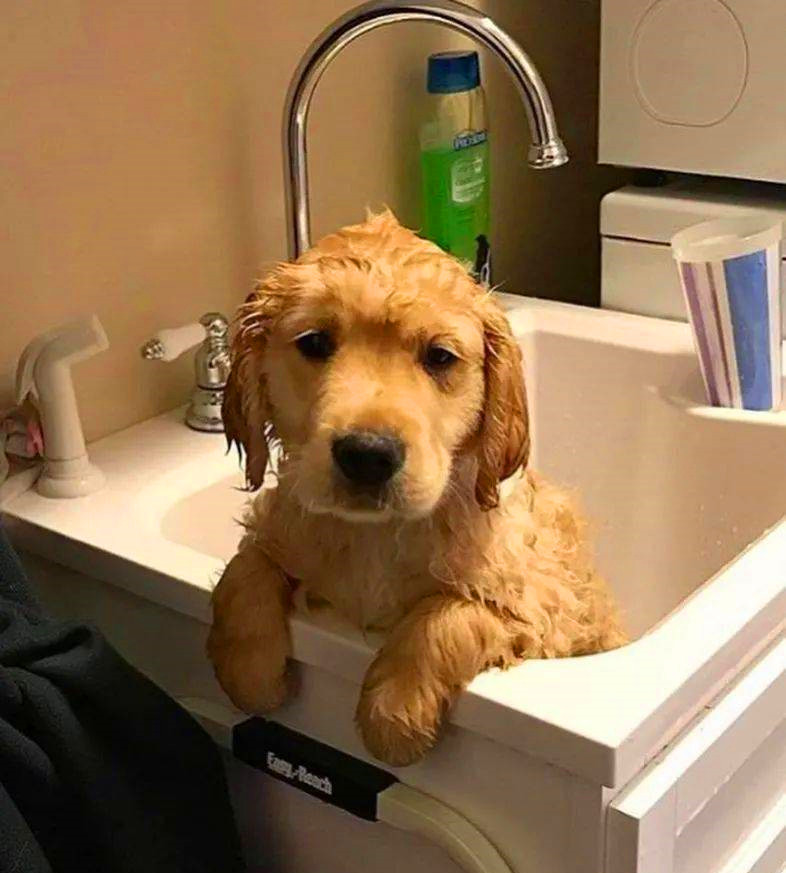 洗完澡后的金毛犬幼犬
