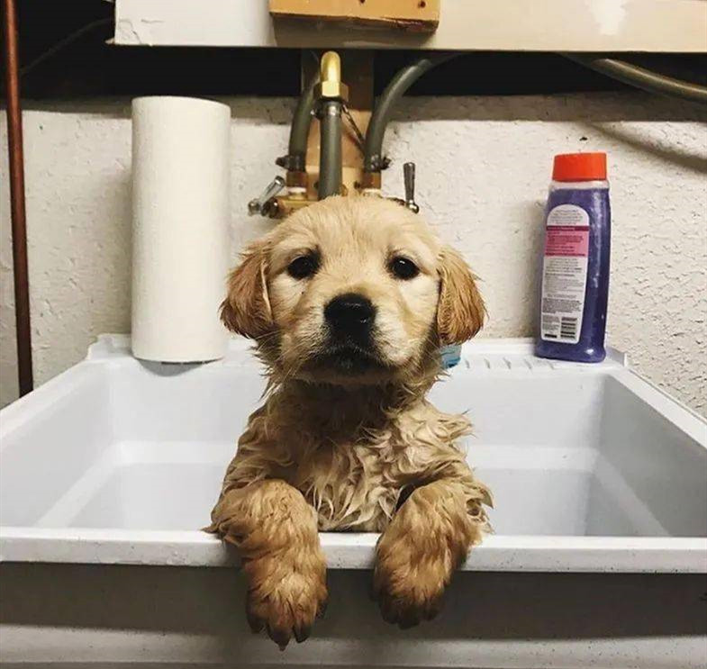 在澡盆里准备洗澡的金毛幼犬