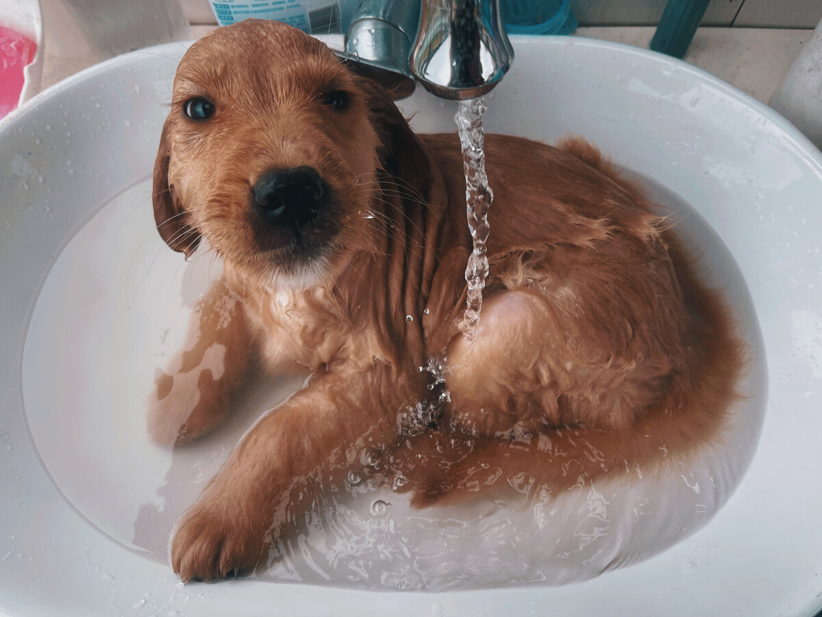 正在洗澡的金毛犬幼犬