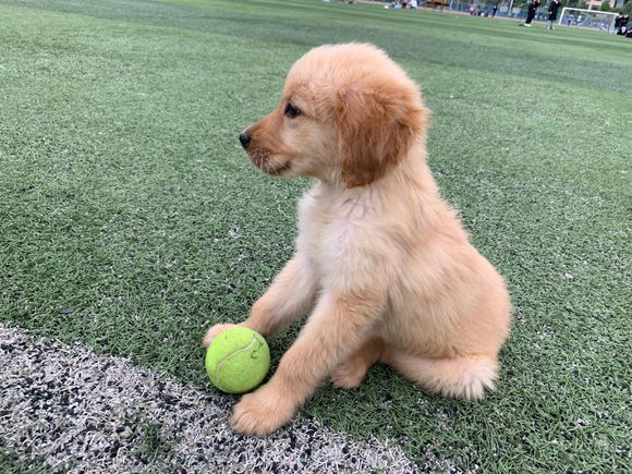 在操场练习捡球的金毛幼犬