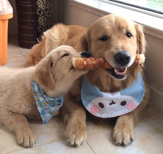 接受食物奖励的两只金毛犬