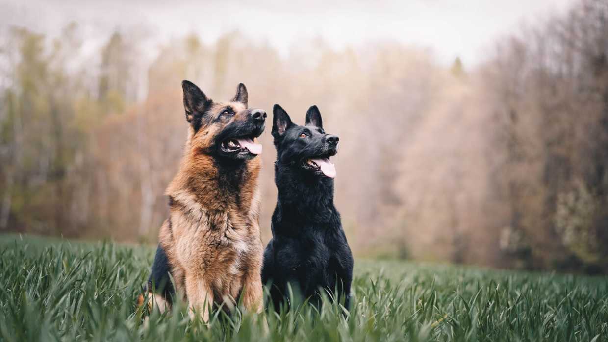 德国牧羊犬的免疫系统是否容易受到影响？