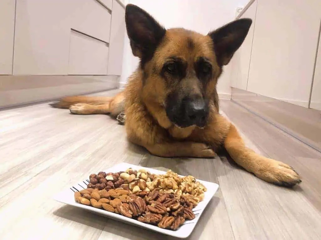 获得食物奖励的德国牧羊犬