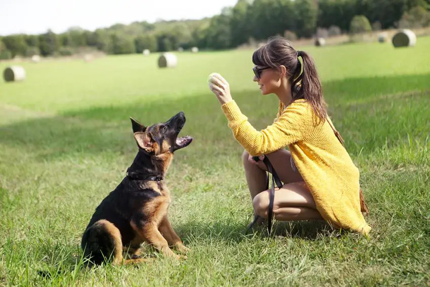 女人正在牧场训练德国牧羊犬