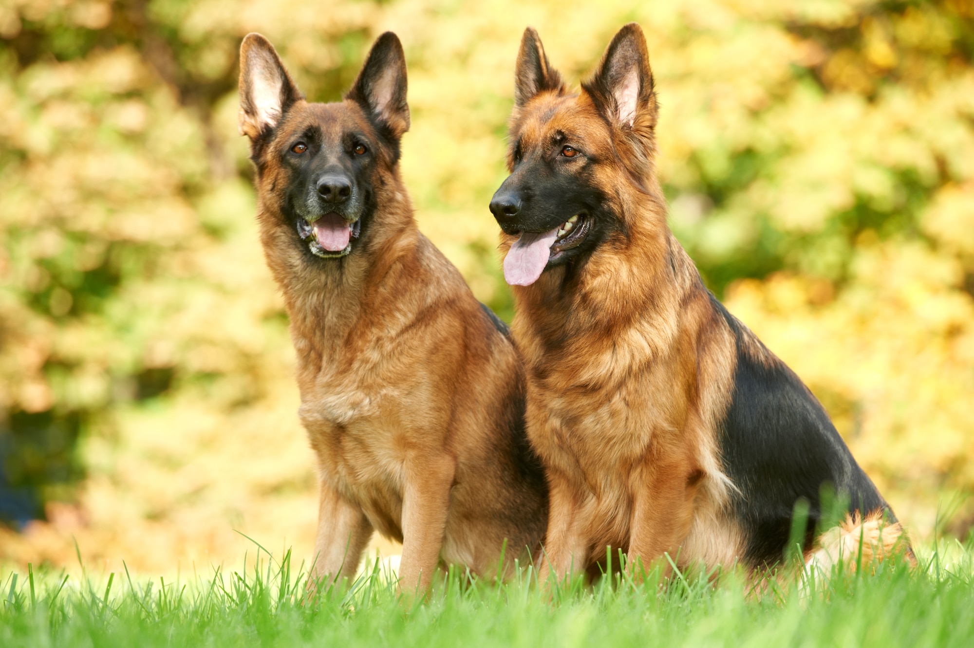 如何训练德国牧羊犬走在狗主的左侧？