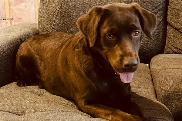 如何训练拉布拉多犬在家中保持安静？ 