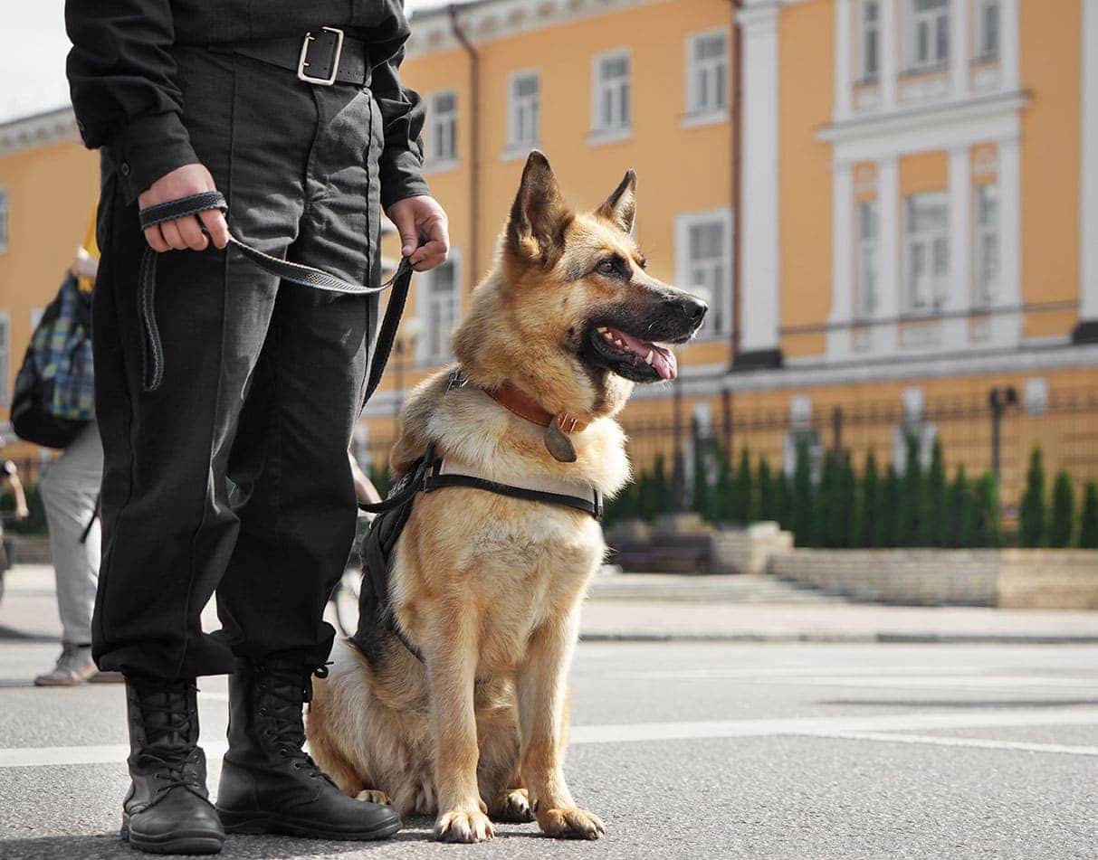 德国牧羊犬正在执行警务