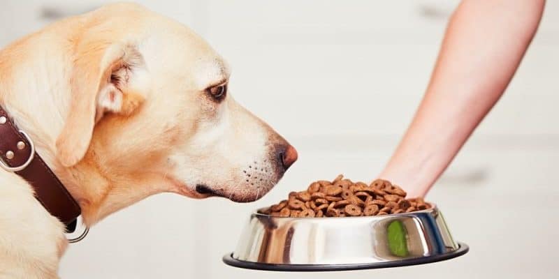 获得奖励的拉布拉多犬