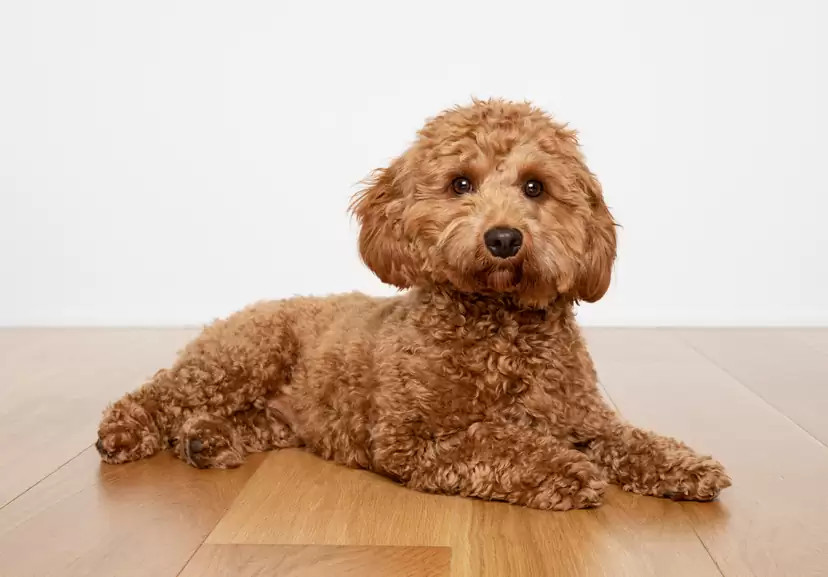 泰迪犬需要定期接种疫苗吗?