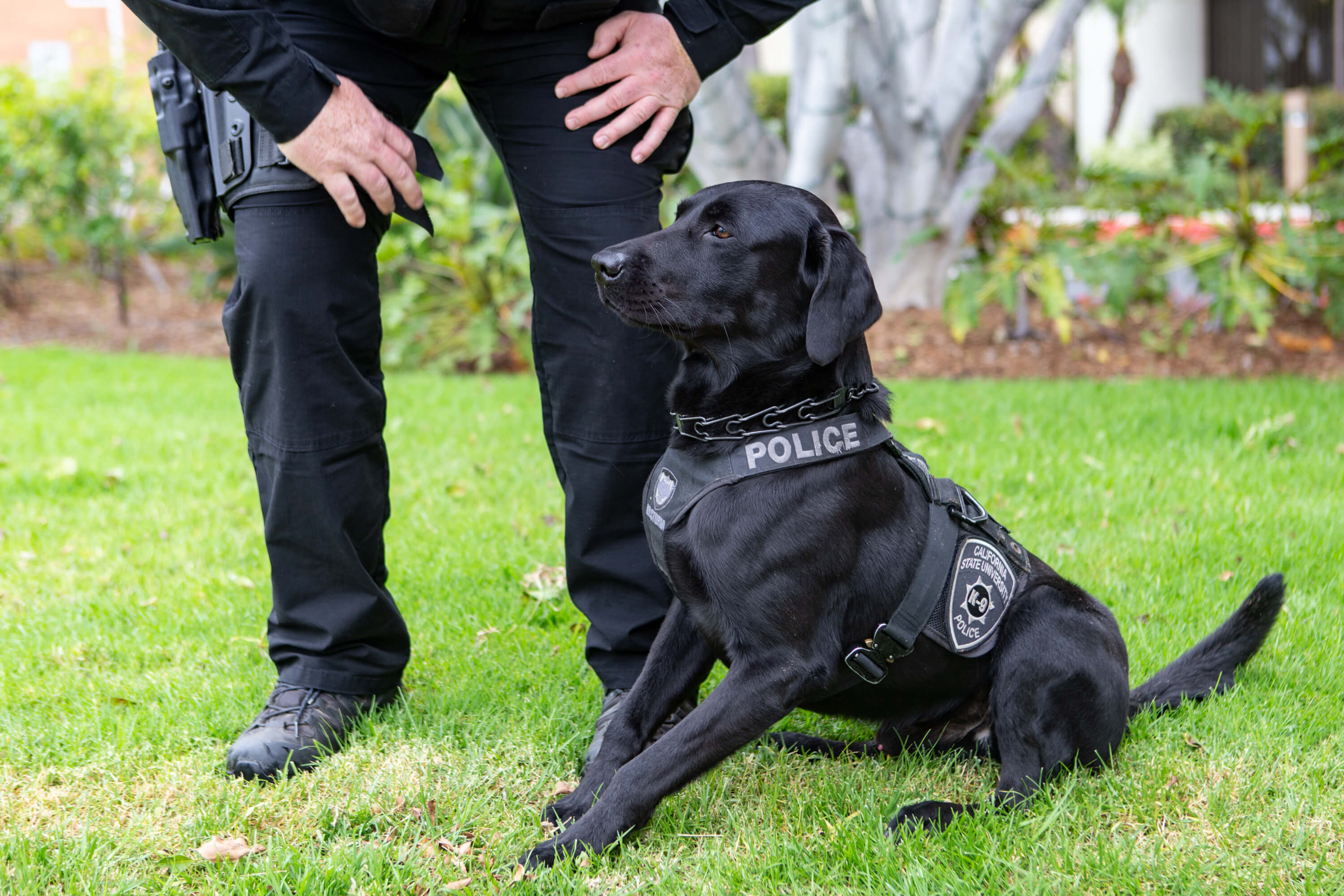 接受户外训练的拉布拉多警犬