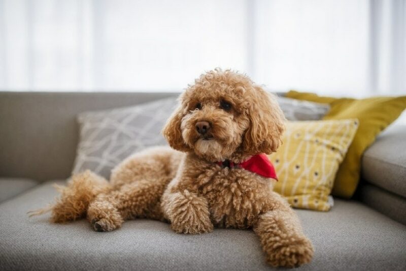 泰迪犬适合居住在什么样的环境中？