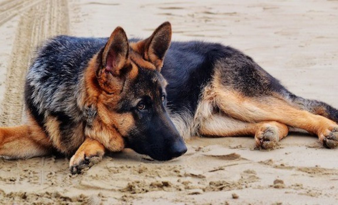 髋关节发育不良的德国牧羊犬