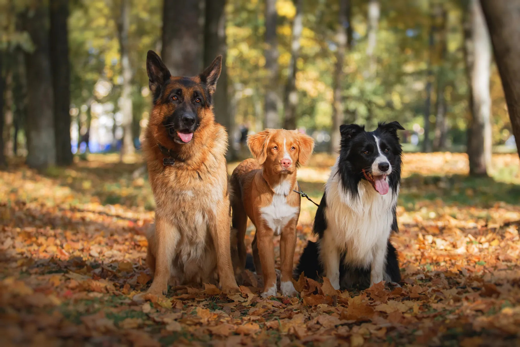 德国牧羊犬与拉布拉多犬、边境牧羊犬