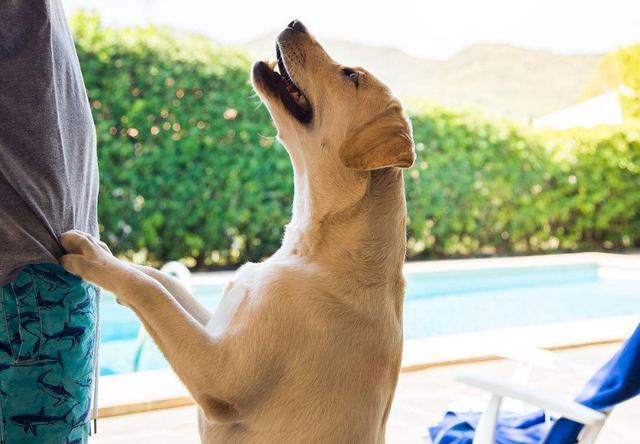 如何训练拉布拉多犬不扑人？